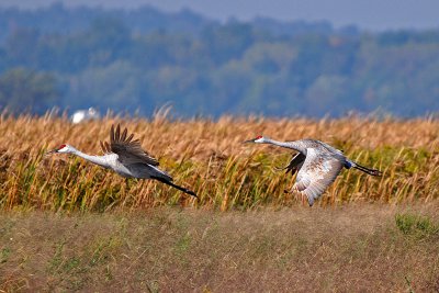 Sandhill Cranes
