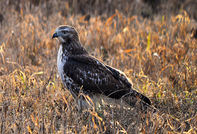 Birds of the Finger Lakes 2010