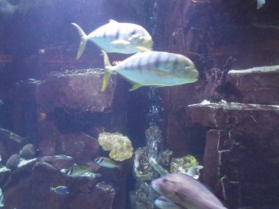 Aquarium 8