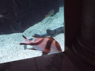 Aquarium 10