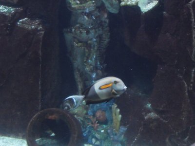 Aquarium11