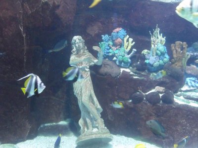 Aquarium 4
