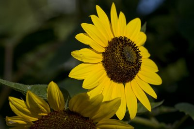 IMG_3497.jpg