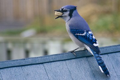 IMG_0983.jpg