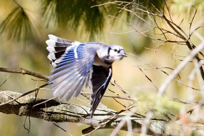 IMG_3862.jpg