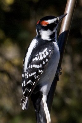 IMG_4398.jpg