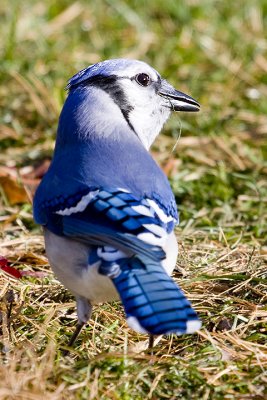IMG_4717.jpg