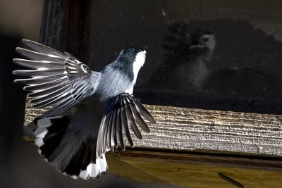 IMG_4779.jpg