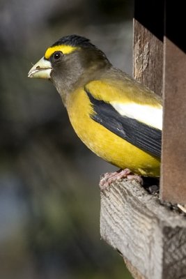 IMG_4794.jpg
