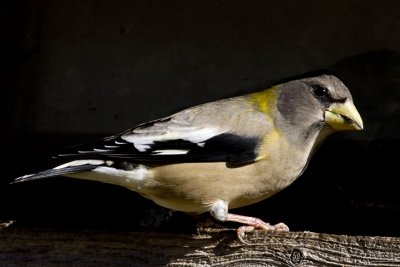 IMG_4826.jpg