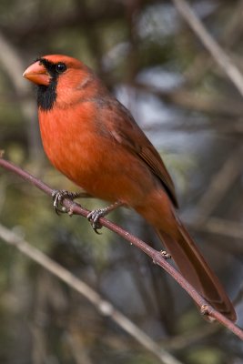 IMG_6356.jpg