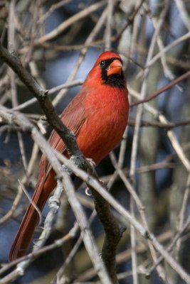 IMG_6421.jpg