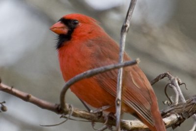IMG_6520.jpg
