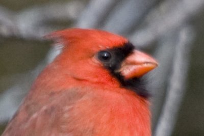 IMG_6556.jpg