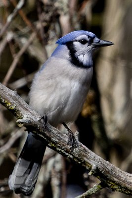 Nature at Presqu'ile Park