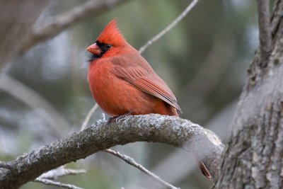 Birds at Presqu'ile