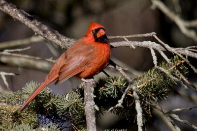 IMG_8236.jpg