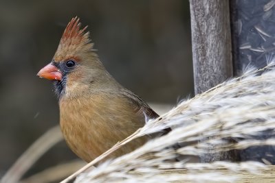 IMG_8583.jpg