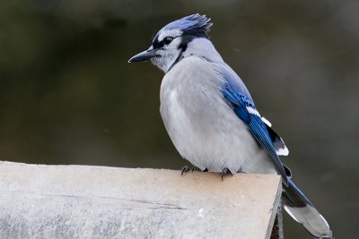 IMG_8635.jpg
