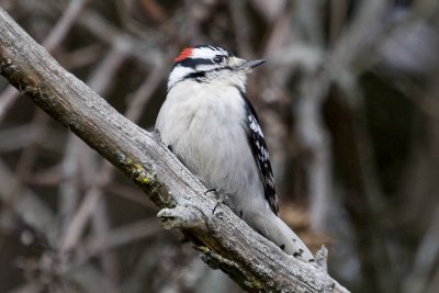 IMG_8647.jpg