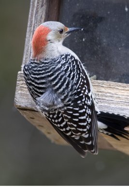 IMG_8916.jpg