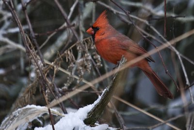 IMG_9010.jpg