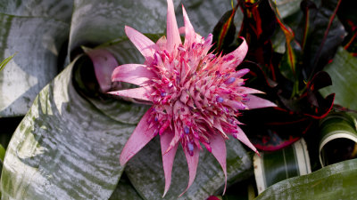 Again more photos from Busch Gardens