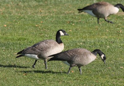 Taverner's Cackling Goose (2, foreground)