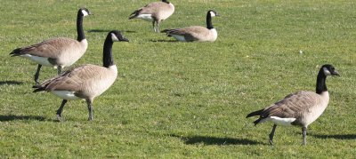 Moffitt's Canada Goose (4 to left), possible Lesser Canada Goose (right)