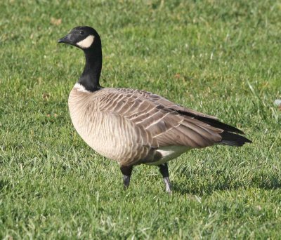 White-cheeked Geese 2011