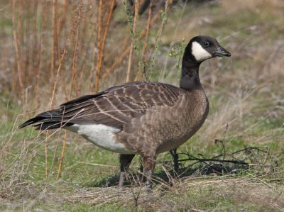 Taverner's Cackling Goose