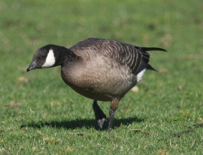 Taverner's Cackling Goose