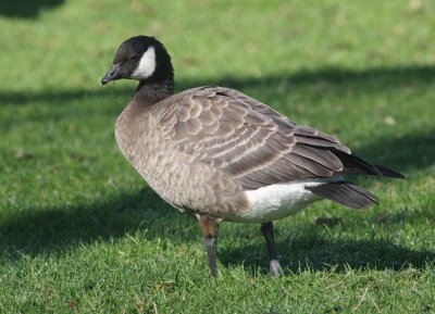 Taverner's Cackling Goose