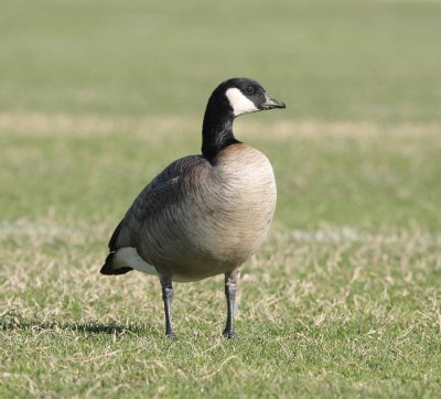 Taverner's Cackling Goose