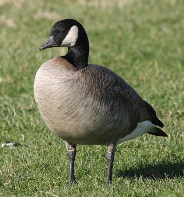 Taverner's Cackling Goose