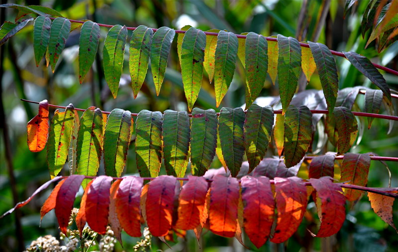 Changing Color, One Row at a Time