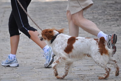 Out For a Jog