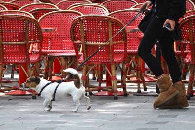 One  Dog on the Champs Elysees