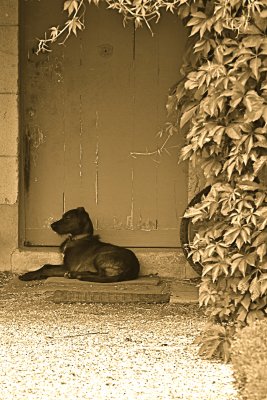 Dog Resting in Front of Door