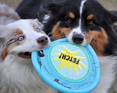 Time for a New Frisbee