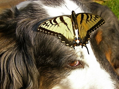 Scout and a Butterfly