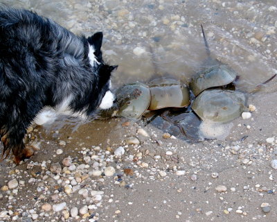 Scout, Herding Horseshoe Crabs