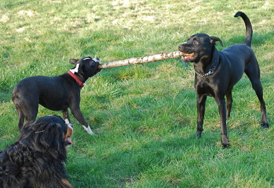 Bark Softly and Carry a Big Stick!