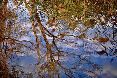 Tree and Sky in Quiet Waters