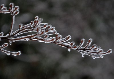 Lines Encompassed in Ice