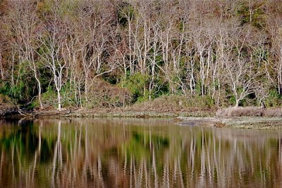 Trees and Water