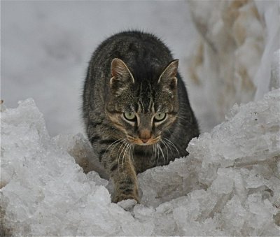 Winter is Hard For Feral Cats