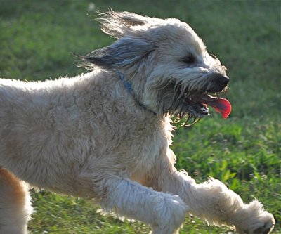 The Joy Of Running