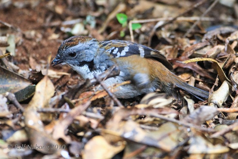 Australian Logrunner