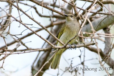 Birds from Minnippi Park Lands